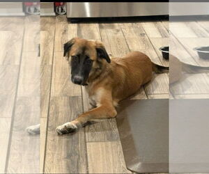 Shepradors Dogs for adoption in Missouri City, TX, USA