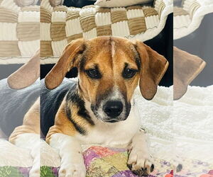 Beagle-Unknown Mix Dogs for adoption in Germantown, OH, USA