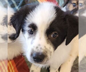 Mutt Dogs for adoption in Lafayette, CA, USA