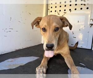 Labrador Retriever-Unknown Mix Dogs for adoption in Visalia, CA, USA