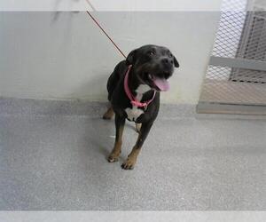 American Pit Bull Terrier-Unknown Mix Dogs for adoption in Pasadena, TX, USA