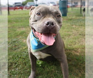 American Staffordshire Terrier-Unknown Mix Dogs for adoption in San Antonio, TX, USA