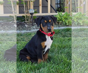 Mutt Dogs for adoption in New London, WI, USA