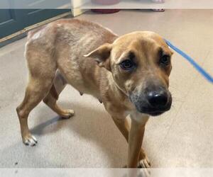 Carolina Dog-Unknown Mix Dogs for adoption in Pasadena, CA, USA