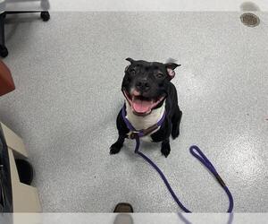 American Staffordshire Terrier-Unknown Mix Dogs for adoption in Ocala, FL, USA