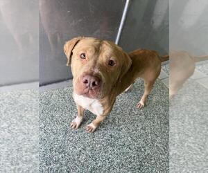 American Pit Bull Terrier Dogs for adoption in Salisbury, NC, USA