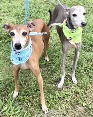 Italian Greyhound Dogs for adoption in Fort Pierce, FL, USA