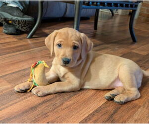 Labrador Retriever-Unknown Mix Dogs for adoption in Plainfield, IL, USA