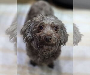 Havanese Dogs for adoption in Cuba, NY, USA