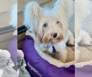 Papitese Dogs for adoption in Middlesex, NC, USA