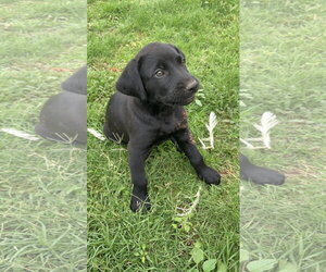 Labrador Retriever-Unknown Mix Dogs for adoption in Grafton, WI, USA