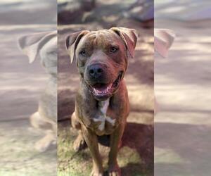 American Staffordshire Terrier-Mastiff Mix Dogs for adoption in El Cajon, CA, USA