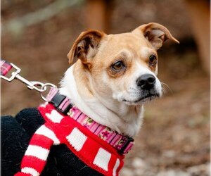 Jack Chi Dogs for adoption in Ellijay, GA, USA