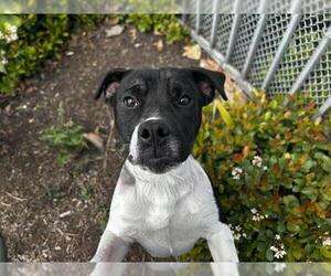 American Pit Bull Terrier Dogs for adoption in Chula Vista, CA, USA