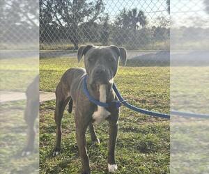 American Pit Bull Terrier-Unknown Mix Dogs for adoption in Vero Beach, FL, USA