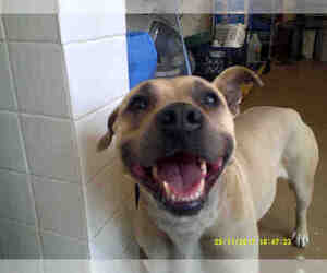 Staffordshire Bull Terrier Dogs for adoption in Chula Vista, CA, USA