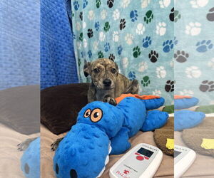 Mutt Dogs for adoption in Chico, CA, USA