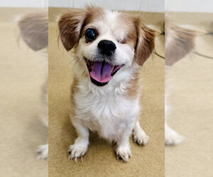 ShiChi Dogs for adoption in Derwood, MD, USA