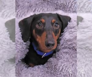 Dachshund Dogs for adoption in Paris, ME, USA