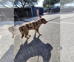 Mutt Dogs for adoption in San Antonio, TX, USA