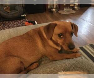 Dachshund Dogs for adoption in Holly Springs, NC, USA
