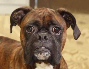 Boxer Dogs for adoption in Rossville, TN, USA