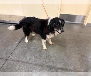 Australian Shepherd Dogs for adoption in Orange, CA, USA
