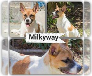 Mutt Dogs for adoption in Staley, NC, USA