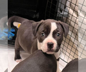 American Pit Bull Terrier-Unknown Mix Dogs for adoption in Webster, WI, USA