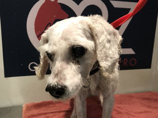 Poodle (Toy) Dogs for adoption in pomona, CA, USA