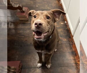 Mountain Cur-Unknown Mix Dogs for adoption in Boston, MA, USA