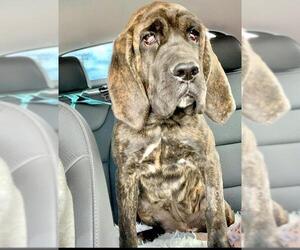 Bloodhound Dogs for adoption in San Bernardino , CA, USA