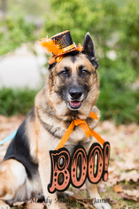 German Shepherd Dog Dogs for adoption in north little rock, AR, USA