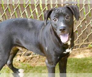 Labrador Retriever-Unknown Mix Dogs for adoption in Tallahassee, FL, USA