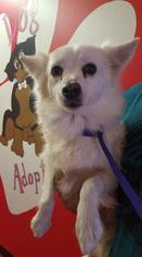 American Eskimo Dog Dogs for adoption in Phoenix , AZ, USA