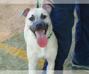 Black Mouth Cur-Unknown Mix Dogs for adoption in Tallahassee, FL, USA