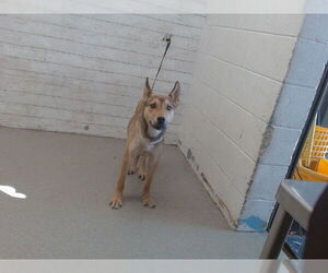 German Shepherd Dog-Unknown Mix Dogs for adoption in San Bernardino, CA, USA