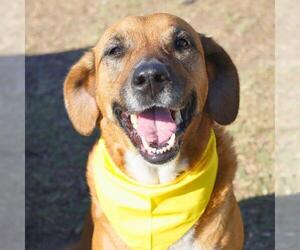 Mutt Dogs for adoption in San Antonio, TX, USA