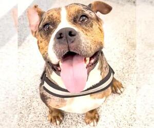 American Pit Bull Terrier-Unknown Mix Dogs for adoption in Houston, TX, USA