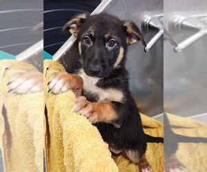 Mutt Dogs for adoption in Walnutport, PA, USA