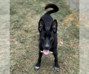 Labrador Retriever Dogs for adoption in Bakersfield, CA, USA