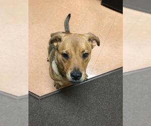 Shepweiller Dogs for adoption in San Angelo, TX, USA