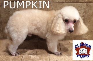 Poodle (Toy)-Unknown Mix Dogs for adoption in Strattanville, PA, USA