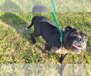 American Bulldog Dogs for adoption in St. Cloud, FL, USA