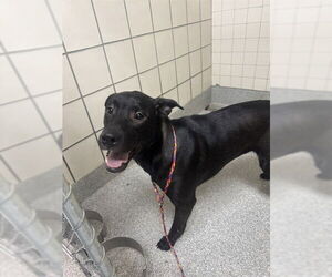 Labrador Retriever-Unknown Mix Dogs for adoption in Pasadena, TX, USA