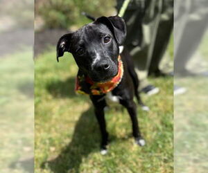Labrador Retriever-Unknown Mix Dogs for adoption in Warrenton, VA, USA