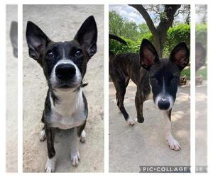 Mutt Dogs for adoption in San Antonio, TX, USA