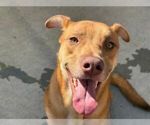 Labrador Retriever-Unknown Mix Dogs for adoption in Tulsa, OK, USA