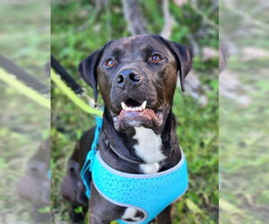 American Bulldog-Unknown Mix Dogs for adoption in Princeton, MN, USA