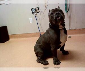 American Pit Bull Terrier-Unknown Mix Dogs for adoption in Martinez, CA, USA